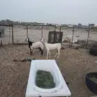 معزاء بيشية طيبة العدد 2 أسنانها جمع الديس نضيفة جرومها طيبة