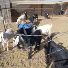 معزا طيبة للقناي