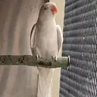 للبيع درة البينو