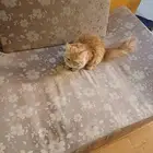 قطه مع اغراضها ب 140