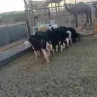 طليان نجد للبيع