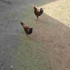 ديوك بلدي ترثه