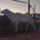 خروف فحل للبيع