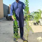 نبات الدودونيا (Dodonaea)