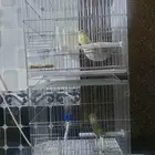 كناري