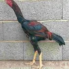 ديك باكستاني سندي