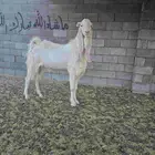 تيس فحل