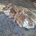 ارانب بلدي فرنسي