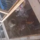 جده الخمره حلقه الغنم سوق الطيور