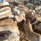 رفيدي