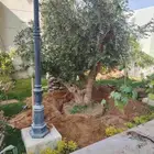 زيتون معمر لتوصل علا