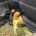 روز
