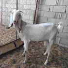 عنز