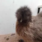 قطني