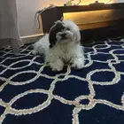 كلبه انثى للبيع