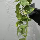نبات البوتس