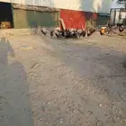 دياكه فيومي