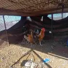 دجاج بلدي للبيع بياض العدد ديك وثلاث فراريج الموقع الاكحل