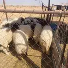 خرفان جذعان مغلقه طرف وضهر ومشروطه من كل عذروب اعمارها 7الى