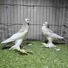 نفاخ مسوبع