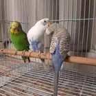 بادجي ذكر موالف ثنتين اناث