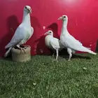 حمام كارير انقليزي ابيض
