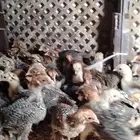 صيصان فيومي شبابي