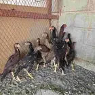 دجاج شامو ياباني