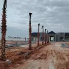 نخيل زينه واشنطني توريد وتركيب