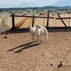 طليان ذبايح