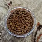 بذور غاف خليجي مقشر يدوي. العلبه فيها. اكثر من 1200 حبه