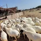 أعرض لكَم ضان رفيديات ميديا ت العدد50كلها قريب