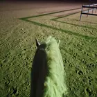 تعليم ركوب الخيل العربيه خارجي في الشعيب خلف احواش الابل