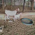 عنز والد