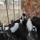 تيوس وجفار منادي