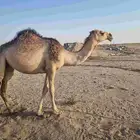 للبيع