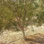 البيع شجار زيتون