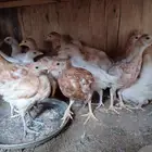 صيصان لوهمان