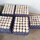 بيض بط بكيتي مخصب