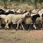 مراح واحد حري ونعيم