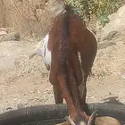 عنز والد للبيع