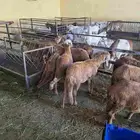 سواكني مرابي 3شهور حقت ثلاجه