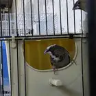 جوز بنجليز من انتاجي
