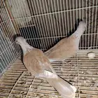 للبيع حمام بدي ياكريم