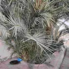 فسايل نخل عجوه للبيع