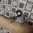 للبيع بلابيل ذكر تربيه وانثى حذره