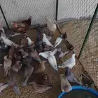 حمام مشكل الحبه 10