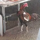 قريه الحليفه