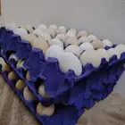 بيض فيومي وفرنسي اسوم 30 الطبق التواصل واتس اب