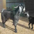 تيس عارضي